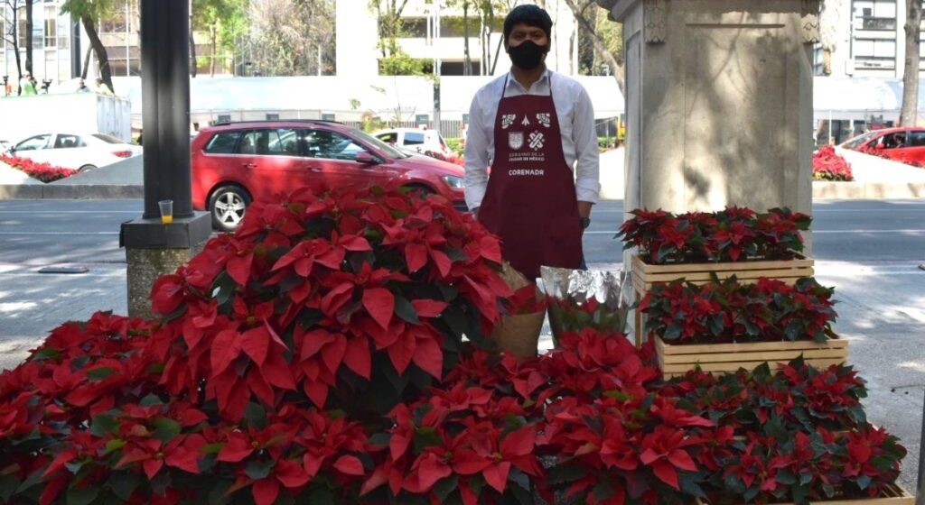 Un Paseo Navideño Único: El Festival de Flores de Nochebuena llega a la CDMX