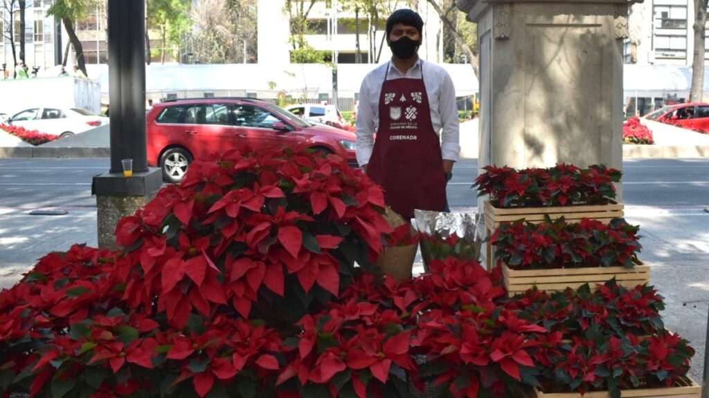 Un Paseo Navideño Único: El Festival de Flores de Nochebuena llega a la CDMX