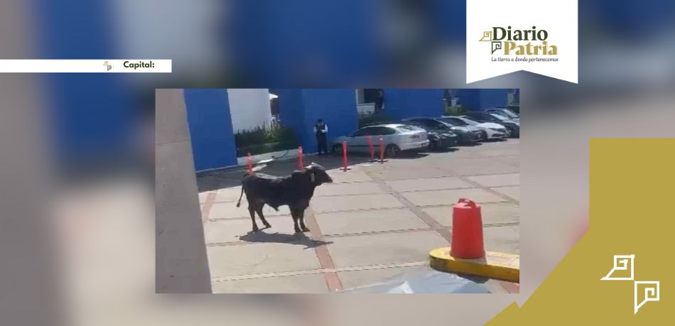 Toro de Lidia y Novillo Escapan en Tlalpan CDMX