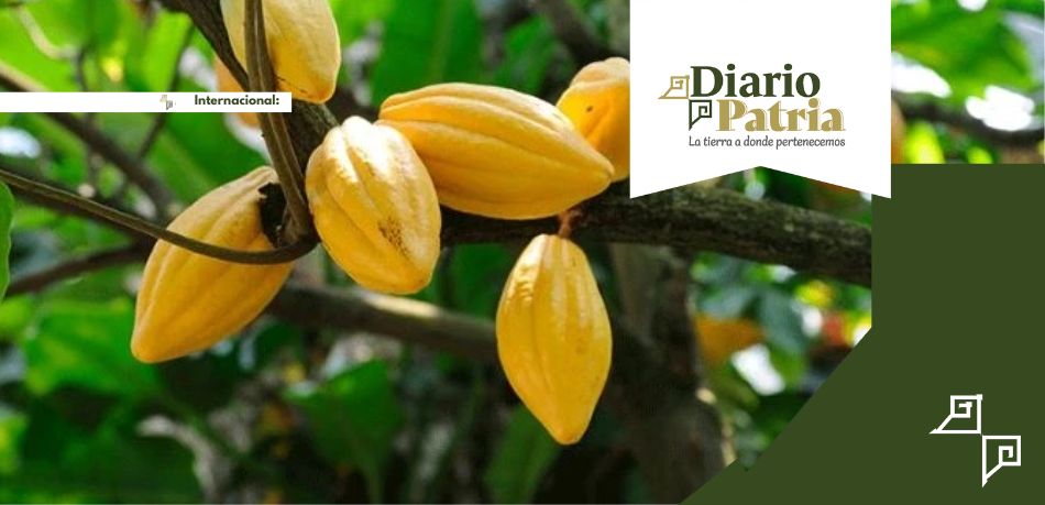 Árboles de cacao atacados por virus amenazan el suministro de chocolate