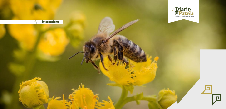 Día Mundial de las Abejas: Celebrando a los Incansables Polinizadores