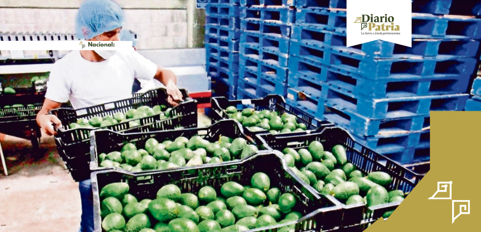 Michoacán reanuda exportación de aguacate y mango a Estados Unidos