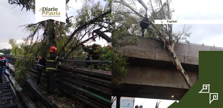 Árbol caído por lluvias fuerza suspensión en Línea 4 del Metro CDMX