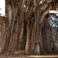 El árbol más longevo de México: el Tule sigue de pie… ¡y celebramos su día!