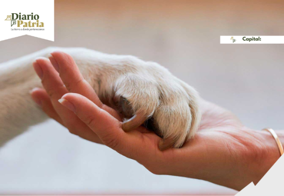 CDMX: la ciudad donde los animales ya no son “mascotas”, son familia