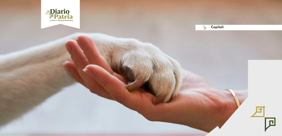 DP Capital CDMX: la ciudad donde los animales ya no son “mascotas”, son familia