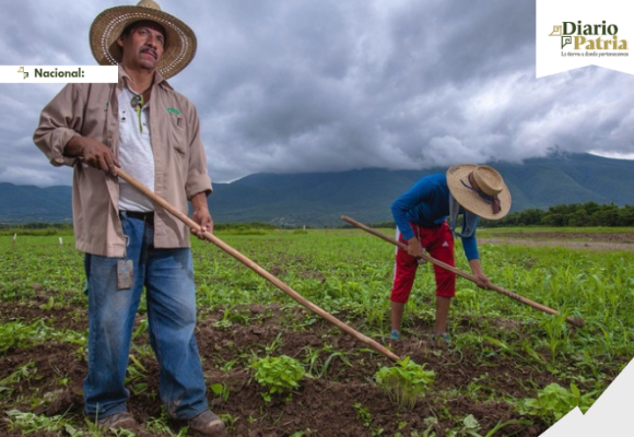 Gobierno federal simplifica trámites para incentivos al maíz blanco; pagos iniciarán la próxima semana