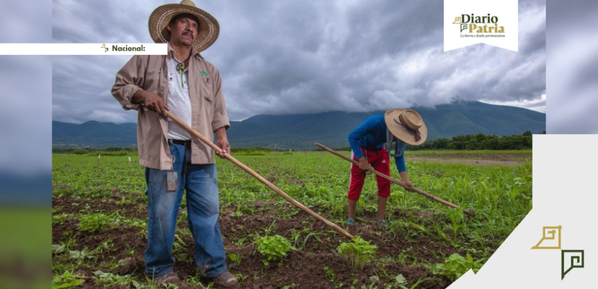 DP Nacional_20260129_185740_0000 Gobierno federal simplifica trámites para incentivos al maíz blanco; pagos iniciarán la próxima semana