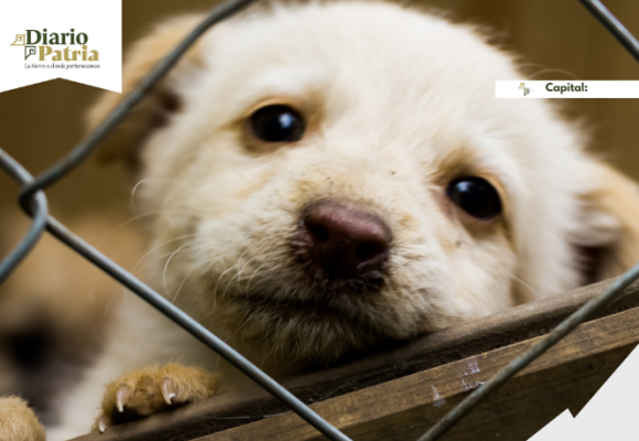 Protección a michis y lomitos: Anuncian propuesta para regular albergues en CDMX