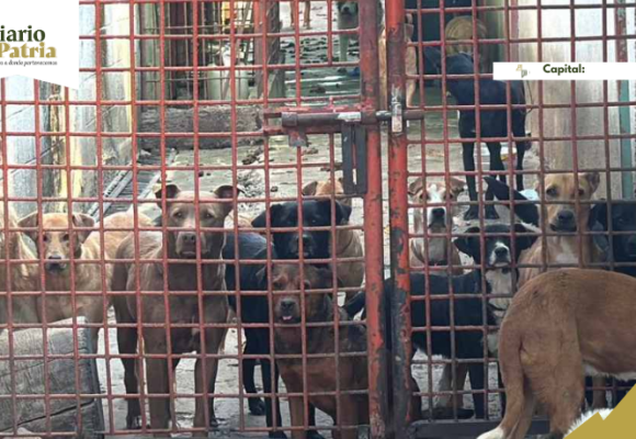 Refugio Franciscano: qué es y por qué se busca regular los albergues de animales en CDMX