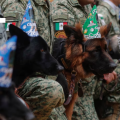 Héroes de cuatro patas: el otro rostro del Ejército Mexicano