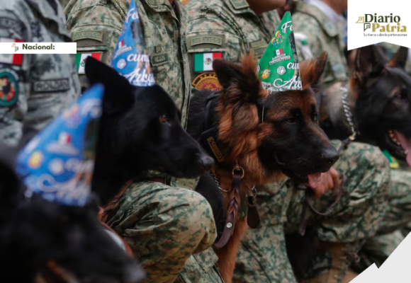 Héroes de cuatro patas: el otro rostro del Ejército Mexicano