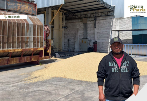 Llama AGRICULTURA a productoras y productores a recibir el incentivo al maíz blanco en seis estados