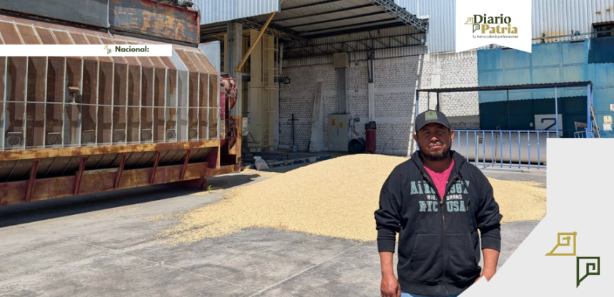 DP Nacional Llama AGRICULTURA a productoras y productores a recibir el incentivo al maíz blanco en seis estados