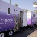 Arranca mega jornada de esterilización en CDMX; meta: 150 mil cirugías gratuitas para michis y lomitos