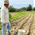 Inicia dispersión de Producción para el Bienestar 2026: requisitos y cómo consultar beneficiarios