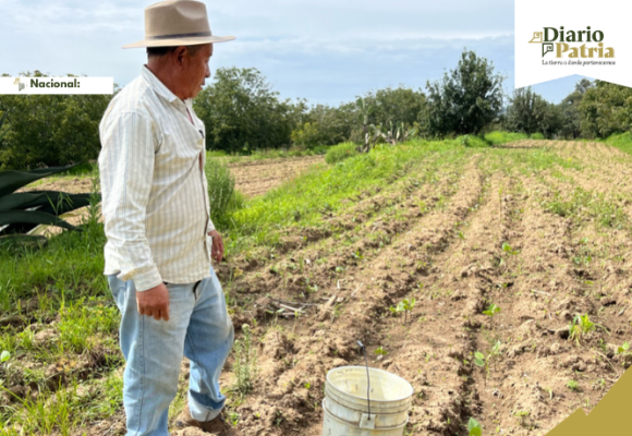 Inicia dispersión de Producción para el Bienestar 2026: requisitos y cómo consultar beneficiarios