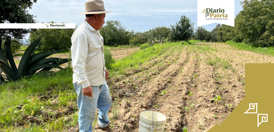 Inicia dispersión de Producción para el Bienestar 2026: requisitos y cómo consultar beneficiarios