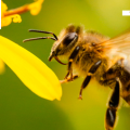 La vida de una abeja dura poco, pero sostiene muchísimo más de lo que imaginamos