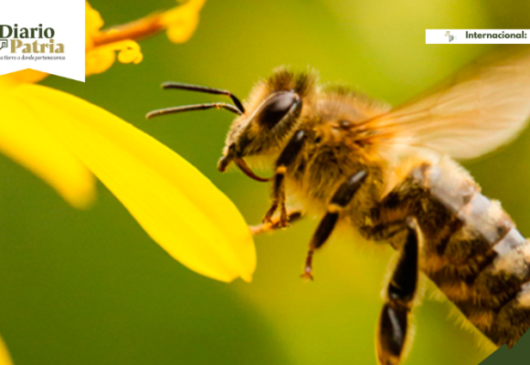 La vida de una abeja dura poco, pero sostiene muchísimo más de lo que imaginamos