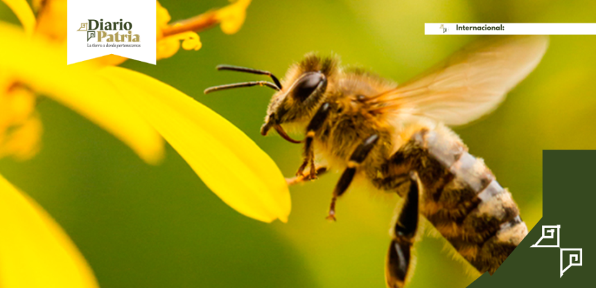 La vida de una abeja dura poco, pero sostiene muchísimo más de lo que imaginamos
